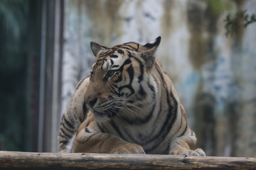 Close up Sitting Bengal Tiger, Chilling out in the Yard