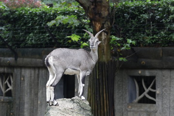 Close up Mountain Goat, 