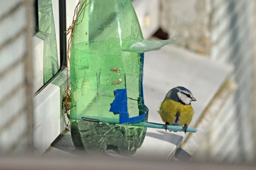 Cyanistes caeruleus in natural habitat. Birds in the forest