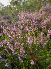 wild heather flowers in swamp forest