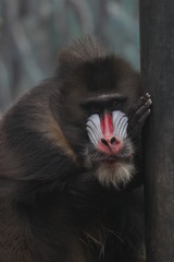 Close up Mandrill Monkey Face