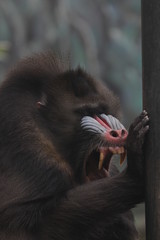 Close up Mandrill Monkey Face