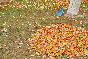 clean up after your pets