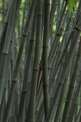 green bamboo forest