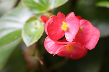 Close up Bright Red Flowers, Begonia