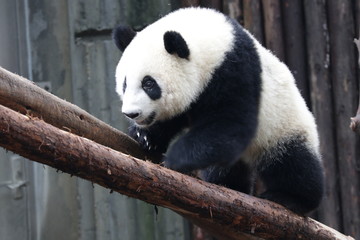 Obraz premium Close up Panda's face, Chengdu, China