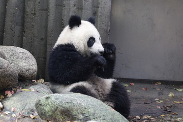 Little Panda Cub is Chilling out , Chengdu, China