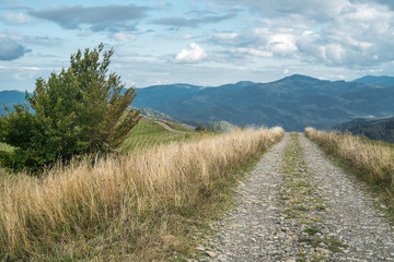 Obraz premium Mountain road among grazing meadows
