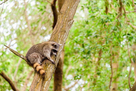 Raccoon climbing on a tree showing its colorful tail