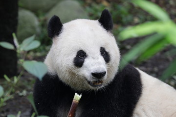 Close up Panda's face, Chengdu, China