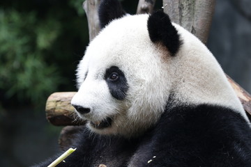 Obraz premium Close up Panda's face, Chengdu, China