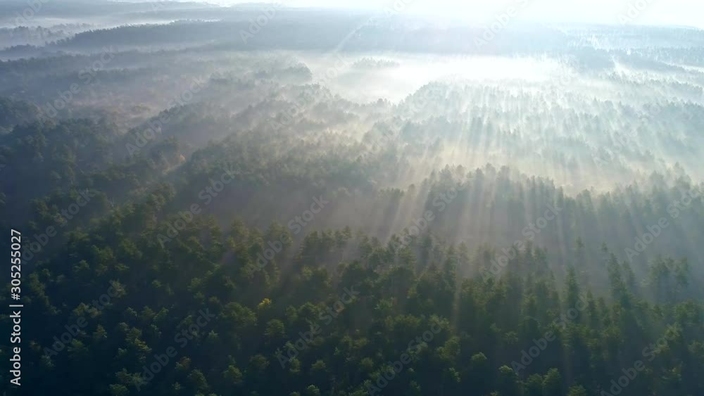 Poster marvelous view of flying over pine forest in the morning. sunrise in the misty forest. there is magi