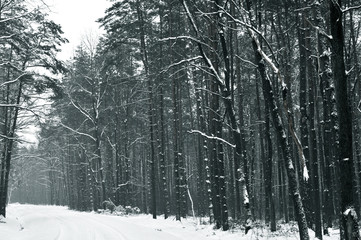 Gloomy winter forest