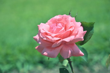 Pink Flowers 4