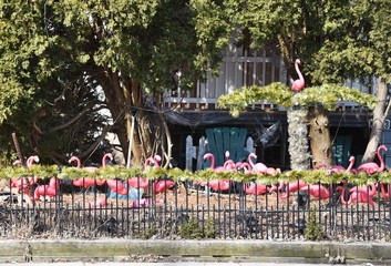 Plastic Flamingos