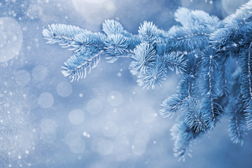 New Year or Christmas holiday snow background with fir branches in hoarfrost, with snowfall and highlights. Winter bright background