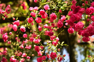 Pink Flowers 4