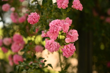 Pink Flowers 4