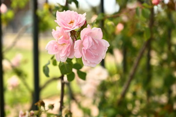 Pink Flowers 4