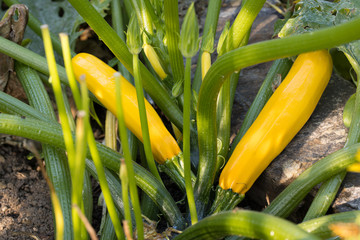 closeup of fresh yellow zucchinis in our own biological garden