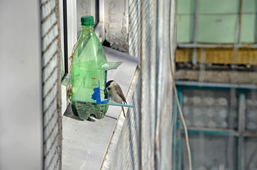 Paridae in natural habitat.