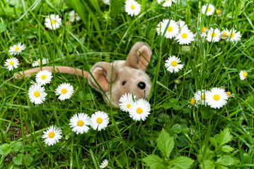Soft children's toy mouse on the lawn in flowers and grass