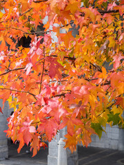 Detail of branches and red leaves in autumn