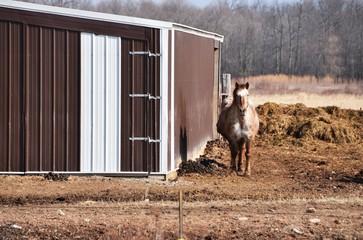 Horse by Shed