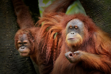The orangutans (also spelled orang-utan, orangutang, or orang-utang) are three extant species of great apes native to Indonesia and Malaysia.