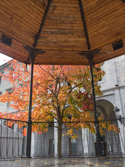 Interior of a marquee and a tree of red hours in autumn in Orduña, Basque Country