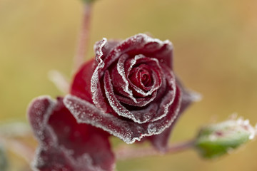 gorgeous roses with frozen dew skins