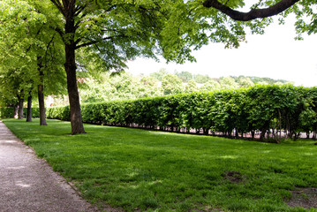 trees and bushes in the park