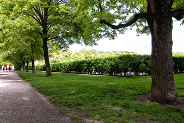 Fototapeta na wymiar trees and bushes in the park