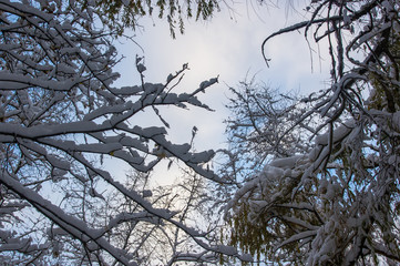 snow-covered branches and trees in the city park