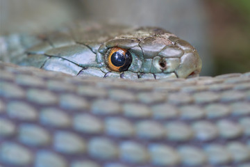 Retrato en primer plano de Culebra de Collar (Natrix Natrix)