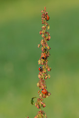 Siebenpunkt Marienkäfer Ansammlung mit Blattlauskolonie auf Sauerampfer, Ansammlung von Coccinella septempunctata fressen Blattläuse, Nützlinge fressen Schädlinge