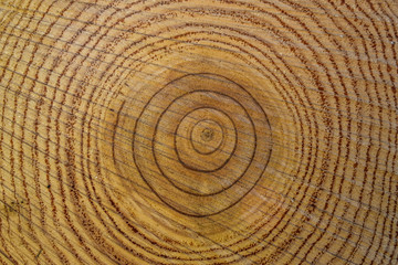 Naklejka premium ring tree