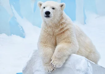 Deurstickers ijsbeer in de sneeuw © elizalebedewa