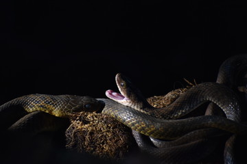 Snake seeking sunshine