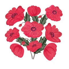 red poppies isolated on white background