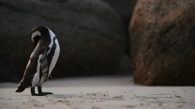 African penguin beak cleans feathers. African penguin ( Spheniscus demersus) also known as the jackass penguin and black-footed penguin. South Africa