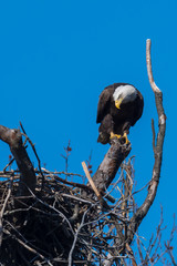 An American Bald Eagle perched above its nest.