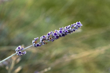 lavender branch with frozen dew grains, natural and colorful