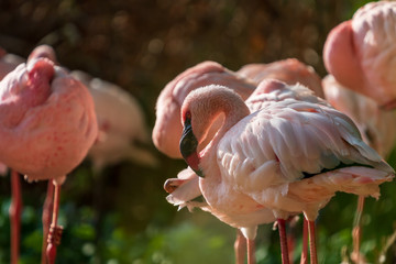 Pink flamingos standing in a group