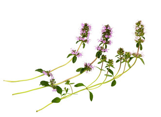 Salvia sclarea  or clary sage on white.