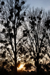 Misteln in einem Baum im Sonnenuntergang