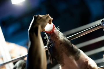 Feed piggy milk From Milk Bottle.