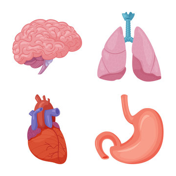 Isolated object of body and human sign. Collection of body and medical vector icon for stock.
