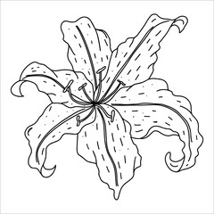 beautiful monochrome black and white bouquet lily isolated on background. Hand-drawn. design greeting card and invitation of the wedding, birthday, Valentine's Day, mother's day and other holiday