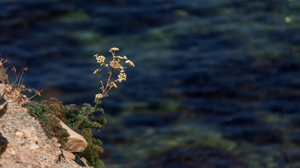Lonely bush of grass on a hill, on a background of water